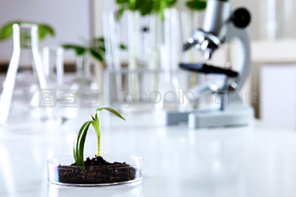 綠意盎然的微觀世界 生物學(xué)實驗室中綠色植物的自然科學(xué)探索與試驗發(fā)展