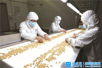 “金豆豆”托起致富夢 中糧山萃花生制品（威海）的產業振興之路